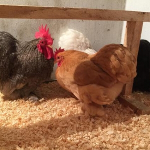 Dekorativ quşlar sibrayt gümüş ve qızıl, sumatra boz ve qara, şabo, ay