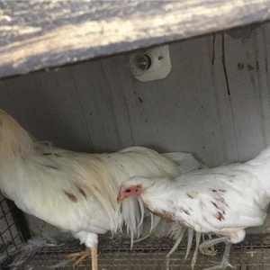 Yokohama toyuq bir cüt 120 azn bütün vaksinleri