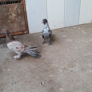 16 tuk ebrewler ata analari 18 19 tuklerdi tecili 