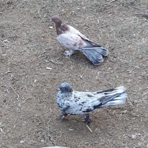 16 tuk ebrewler ata analari 18 19 tuklerdi tecili pul lazim oldugu ucu