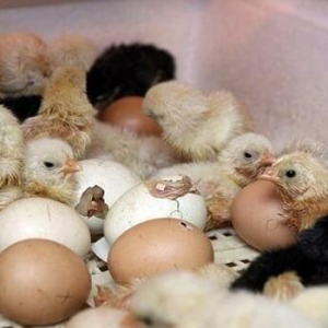 Inkubator teze zavod. Qurastiraram ve her sey basa