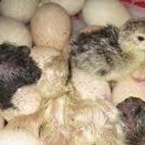 Inkubator teze zavod. Qurastiraram ve her sey basa salaram komek eleye