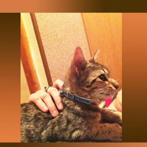 Домашний здоровый мальчик 3