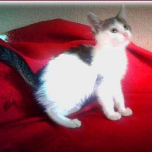 Домашняя здоровая девочкa б