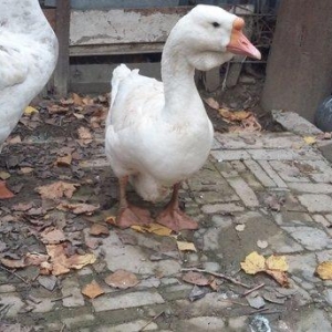 Xalmaqor qazı  3  dənə  bir  yerdə  satılır  1 erkək  2  fərə  1