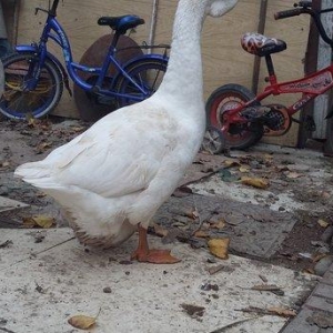 Xalmaqor qazı  3  dənə  bir  yerdə  satılır  1 erkək  2  fərə  1