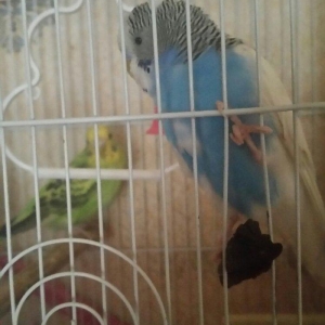 Tecili cox gozel renglere malik cavan cutluk satiliq saqlamliqlarina v