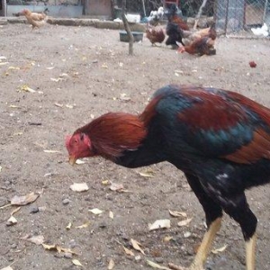 Heratı  xoruz  7 aylıqdı  təmiz qandı  çox  