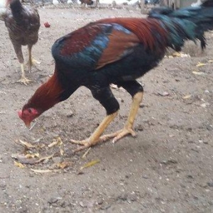 Heratı  xoruz  7 aylıqdı  təmiz qandı  çox  isulludu  meydan  üçündü