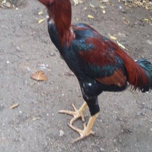 Heratı  xoruz  7 aylıqdı  təmiz qandı  çox  isulludu  meydan  üçündü