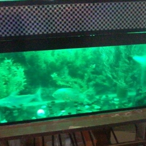 Icindekileri ile birlikde 250 m
Iki baliq var icinde bir akula 30sm sa