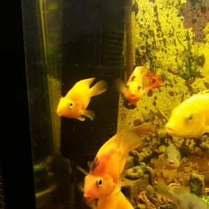 Popuqay balığı var. 2 sarı 3 qırmızı. Digə