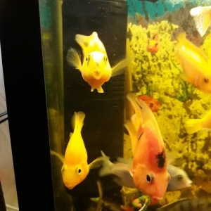 Popuqay balığı var. 2 sarı 3 qırmızı. Digər çixlid balıqlarla barter e