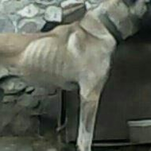 sivas kanqali temiz qan 1 yaw 3 ayliqdi boy 93 sm ceki 70 kq barter ol