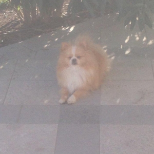 Salam pomeran şpis Erkeydi dermanları vaxtında verilıb sağlam itdi PAS