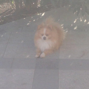 Salam pomeran şpis Erkeydi dermanları vaxtında verilıb sağlam itdi PAS