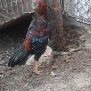 heyrati satilir 40 azna xesteliyi zadi yoxdu damazligdi bir gozu yoxdu