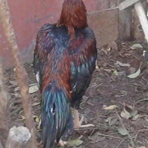 heyrati satilir 40 azna xesteliyi zadi yoxdu damazligdi bir gozu yoxdu