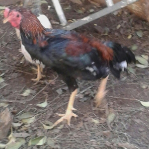 heyrati satilir 40 azna xesteliyi zadi yoxdu damazligdi bir gozu yoxdu