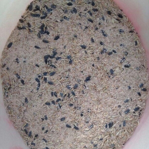 Dovşan, Dəniz donuzu (marskoy svinka), dağ siç