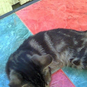 Вы хотите приобрести котенка,но у вас нет опыта содержания животных?