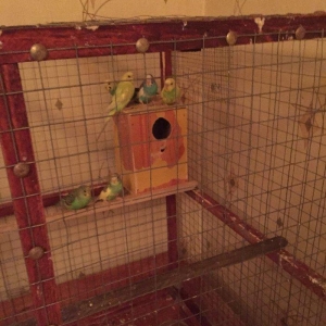 Papuqaylar 6-9aylıq dır qiymet sondur 7ededdir  xaiş olunur qiymete go