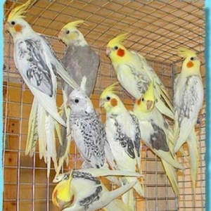 Boyuk quwlara kecdiyimcun 40 cut saqlam aktiv kore