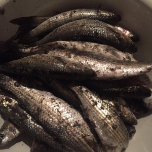 Kefal vobla baliglari satilir kefal 5 manat vobla 4 manat ozum tutmuwa