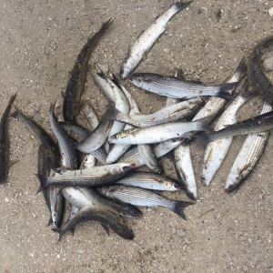 Kefal vobla baliglari satilir kefal 5 manat vobla 4 manat ozum tutmuwa