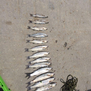 Kefal vobla baliglari satilir kefal 5 manat vobla 4 manat ozum tutmuwa