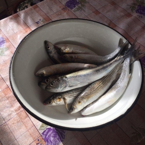 Kefal vobla baliglari satilir kefal 5 manat vobla 4 manat ozum tutmuwa