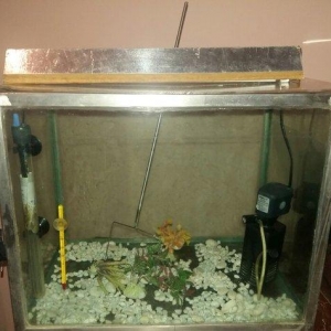 gördüyünüz kimi hər şeyi var balığı burax yaşasın qiymət 80 manat