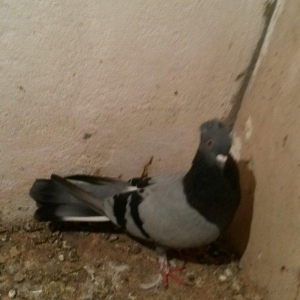 kəməri göy maya kəlilli tam saglamdı qiymət 10 azn son