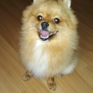 şpits erkekdi. 2. 5 yaşi var cox aqilli insanla oynamaqi en cox uşaqla