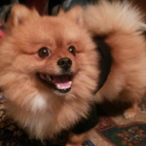 şpits erkekdi. 2. 5 yaşi var cox aqilli insanla oynamaqi en cox uşaqla