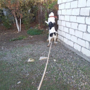 8 aylix kucukdu . Dava gormeyib. 8 ayliqna kimi hele dava gormeyib.Ey