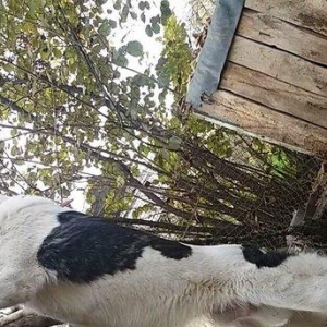 8 aylix kucukdu . Dava gormeyib. 8 ayliqna kimi hele dava gormeyib.Ey