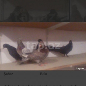 satıram temız ebresler qaralar ebresler cutdu qaralar ıse bırı erkekdı