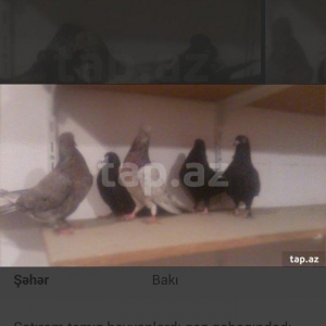 satıram temız ebresler qaralar ebresler cutdu qaralar ıse bırı erkekdı