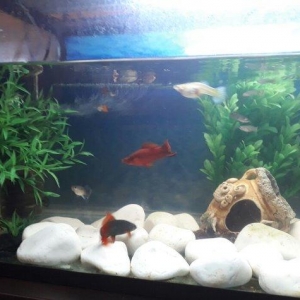 Balilar ve akvarium su qizdirici ve filtre 60 dan yuxari baliq var ela