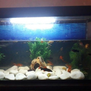 Balilar ve akvarium su qizdirici ve filtre 60 dan yuxari baliq var ela