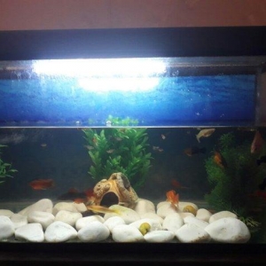 Balilar ve akvarium su qizdirici ve filtre 60 dan yuxari baliq var ela