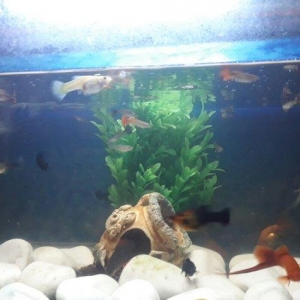 Balilar ve akvarium su qizdirici ve filtre 60 dan yuxari baliq var ela