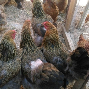 Sekilde ne gorursuz oda var,qold ,dark temiz qandan turkey