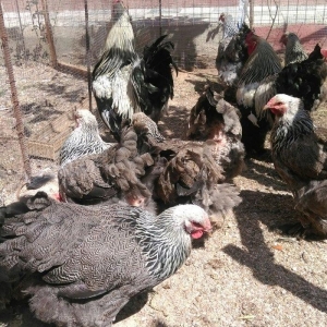 Sekilde ne gorursuz oda var,qold ,dark temiz qandan turkey