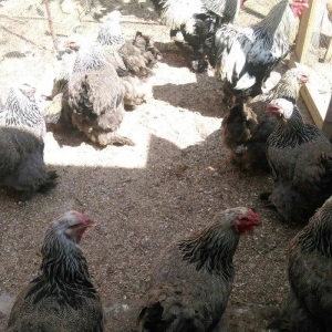 Sekilde ne gorursuz oda var,qold ,dark temiz qandan turkey