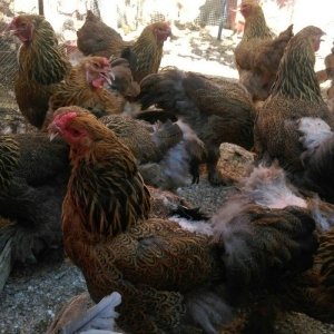 Bram yumurtasi dark ,qold temiz qandan,ne gorursuz sekilde oda cixacaq