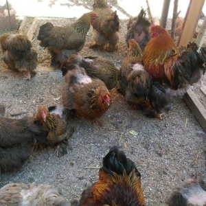 Bram yumurtasi dark ,qold temiz qandan,ne gorursuz sekilde oda cixacaq