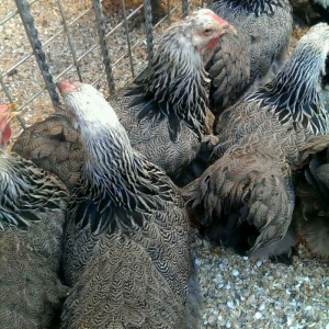 Brama qold ,dark  temiz qan sekilde ne gorursuz oda var cuceleride eyn