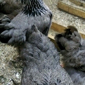 Dark brama yumurtasi temiz qan ,sekilde ne  gorursuz oda var ))